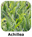 Achillea